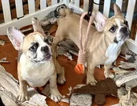 Red merle girl, a female Frenchton for sale in Phelan, CA – 4 of 8