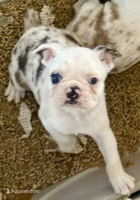 Black merle boy – Pug, Frenchton puppy for sale in Phelan, CA