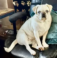 Little girl 2, a female Pug and Frenchton for sale in Phelan, CA – 8 of 9