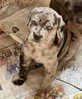 Merle boy with blue eyes!, a male Cane Corso for sale in Phelan, CA – Photo 3 of 9