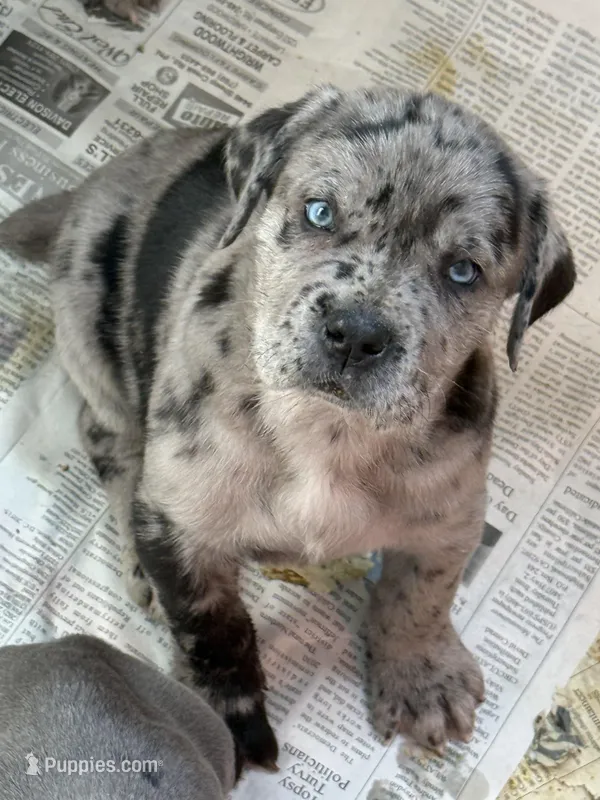 Merle boy with blue eyes! – Cane Corso puppy for sale in Phelan, CA