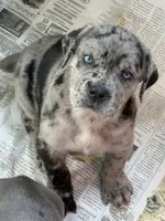 Merle boy with blue eyes!, a male Cane Corso for sale in Phelan, CA – Photo 1 of 9