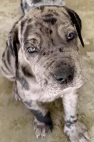 Merle boy with blue eyes!, a male Cane Corso for sale in Phelan, CA – Photo 4 of 9