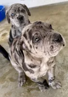 Merle boy with blue eyes!, a male Cane Corso for sale in Phelan, CA – Photo 5 of 9