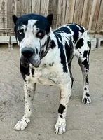 Merle boy with blue eyes!, a male Cane Corso for sale in Phelan, CA – Photo 7 of 9