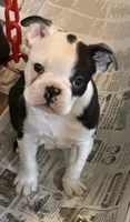 Little boy 1, a male Boston Terrier for sale in Phelan, CA – 2 of 8