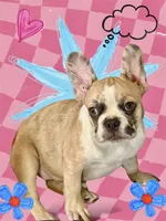 Red merle girl, a female Frenchton for sale in Phelan, CA – 1 of 8