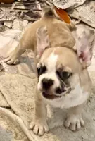 Little girl 4, a female Frenchton for sale in Phelan, CA – 5 of 10