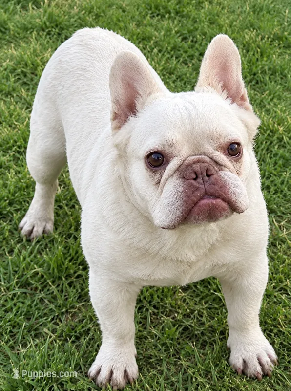 Jolie – French Bulldog puppy for sale in Phelan, CA