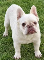 Jolie, a female French Bulldog for sale in Phelan, CA – 1 of 4