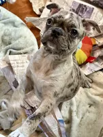 Blue Merle girl with one blue eye, a female Frenchton for sale in Phelan, CA – 6 of 8