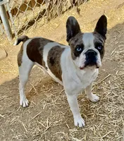 Red merle boy, a male Pug and Frenchton for sale in Phelan, CA – 7 of 10