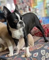 Little girl, a female Boston Terrier for sale in Phelan, CA – 6 of 8
