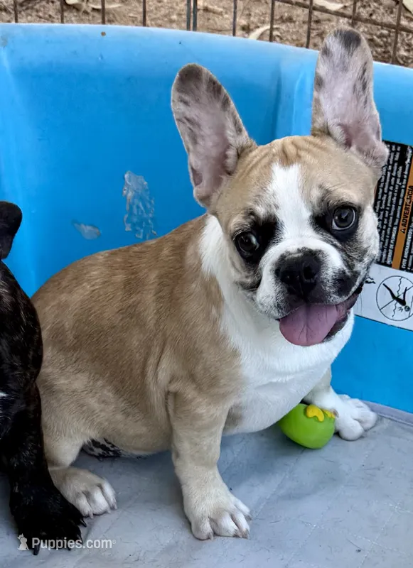 Red merle girl – Frenchton puppy for sale in Phelan, CA