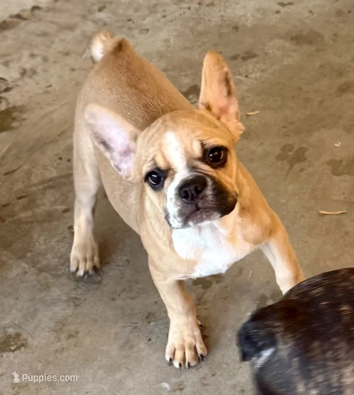 Little girl 2 – Frenchton puppy for sale in Phelan, CA