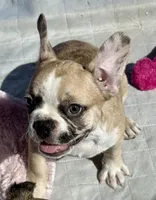 Little girl 4, a female Frenchton for sale in Phelan, CA – 4 of 10
