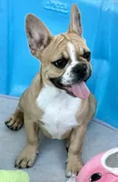 Little girl, a female Frenchton for sale in Phelan, CA – 9 of 10