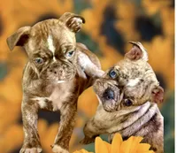 Brindle boy, a male Pug and Frenchton for sale in Phelan, CA – 5 of 9
