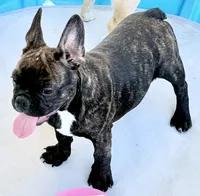 Black brindle boy, a male Frenchton for sale in Phelan, CA – 5 of 8