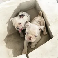 Black merle boy, a male Pug and Frenchton for sale in Phelan, CA – 6 of 10