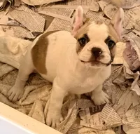 Little girl 3, a female Frenchton for sale in Phelan, CA – 6 of 8