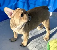 Little sable girl, a female Frenchton for sale in Phelan, CA – 4 of 8