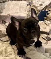 Black brindle boy, a male Frenchton for sale in Phelan, CA – 2 of 6