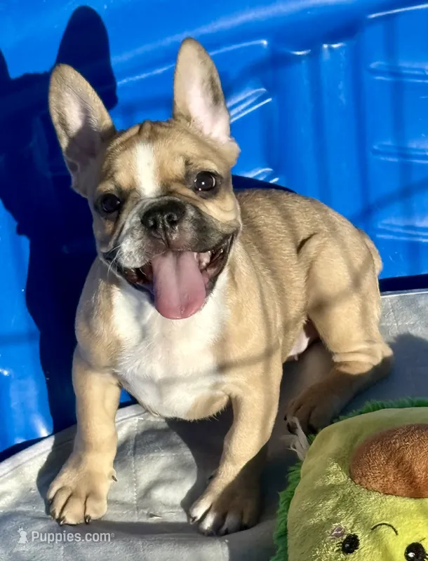 Little girl 2 – Frenchton puppy for sale in Phelan, CA