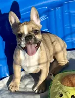 Little girl 2, a female Frenchton for sale in Phelan, CA – 1 of 8