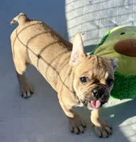 Little sable girl, a female Frenchton for sale in Phelan, CA – 3 of 8