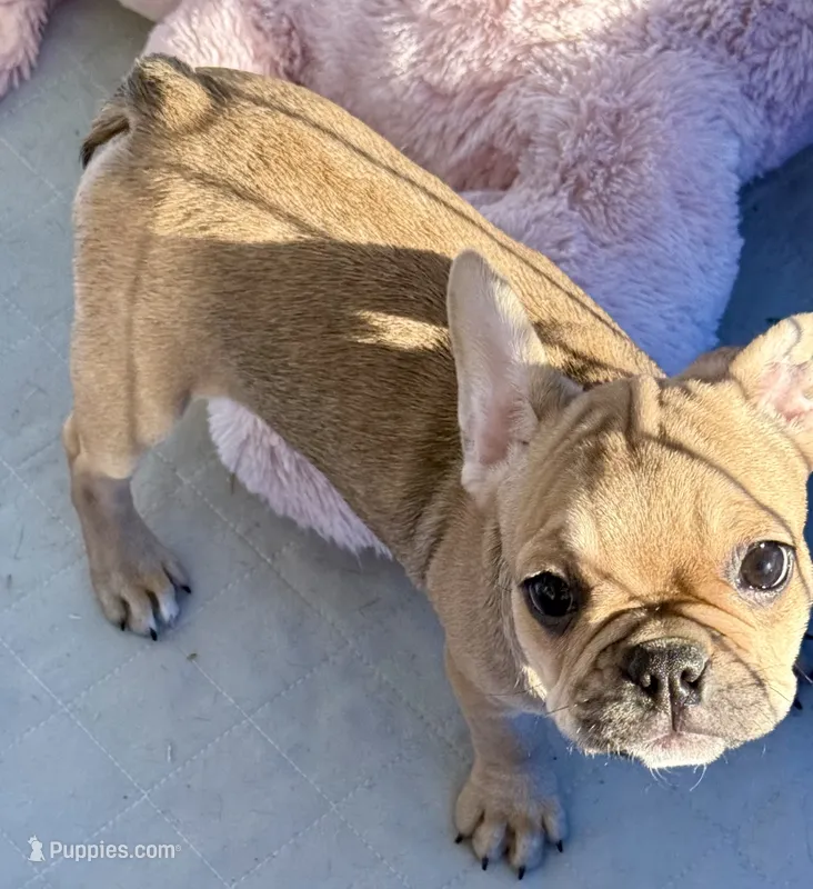 Little sable girl – Frenchton puppy for sale in Phelan, CA