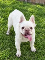 Jolie, a female French Bulldog for sale in Phelan, CA – 3 of 4