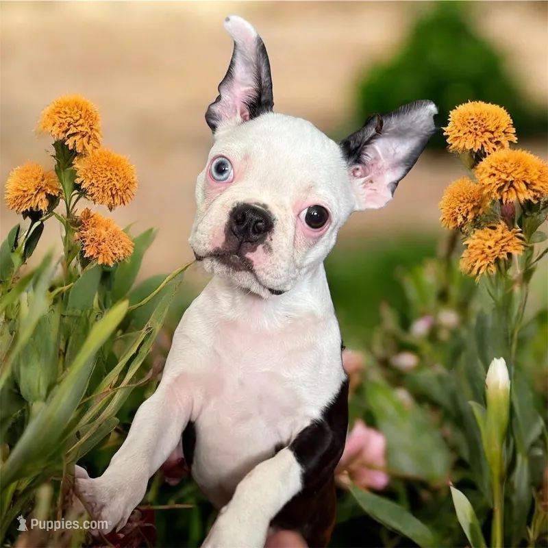 Little girl – Boston Terrier puppy for sale in Phelan, CA
