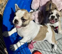 Little girl 3, a female Frenchton for sale in Phelan, CA – 3 of 8