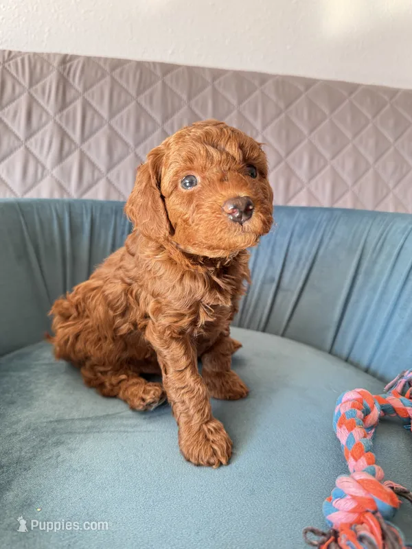 Buster – Poodle - Toy  puppy for sale in Beaverton, OR