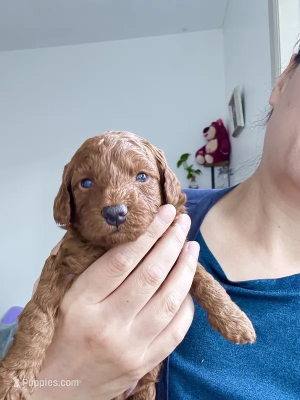 Buster – Poodle - Toy  puppy for sale in Beaverton, OR