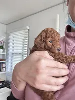 Toffee, a female Poodle - Toy  for sale in Beaverton, OR – Photo 4 of 8