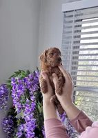 Toffee, a female Poodle - Toy  for sale in Beaverton, OR – Photo 5 of 8