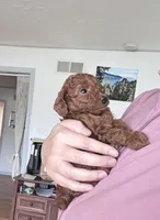Toffee, a female Poodle - Toy  for sale in Beaverton, OR – Photo 2 of 8