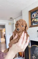 Toffee, a female Poodle - Toy  for sale in Beaverton, OR – Photo 8 of 8