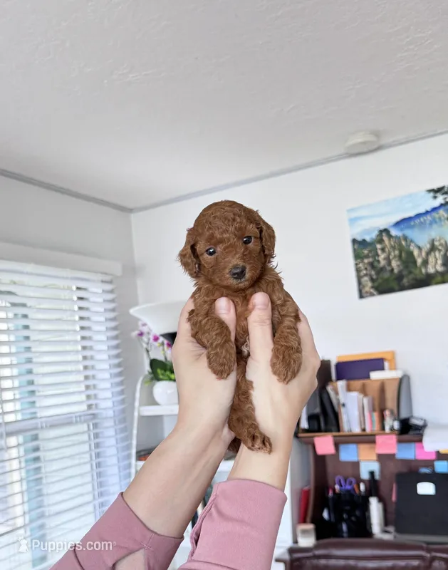 Toffee – Poodle - Toy  puppy for sale in Beaverton, OR