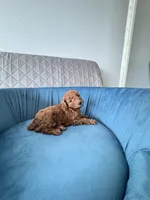 Toffee, a female Poodle - Toy  for sale in Beaverton, OR – Photo 7 of 8