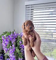 Toffee, a female Poodle - Toy  for sale in Beaverton, OR – Photo 6 of 8