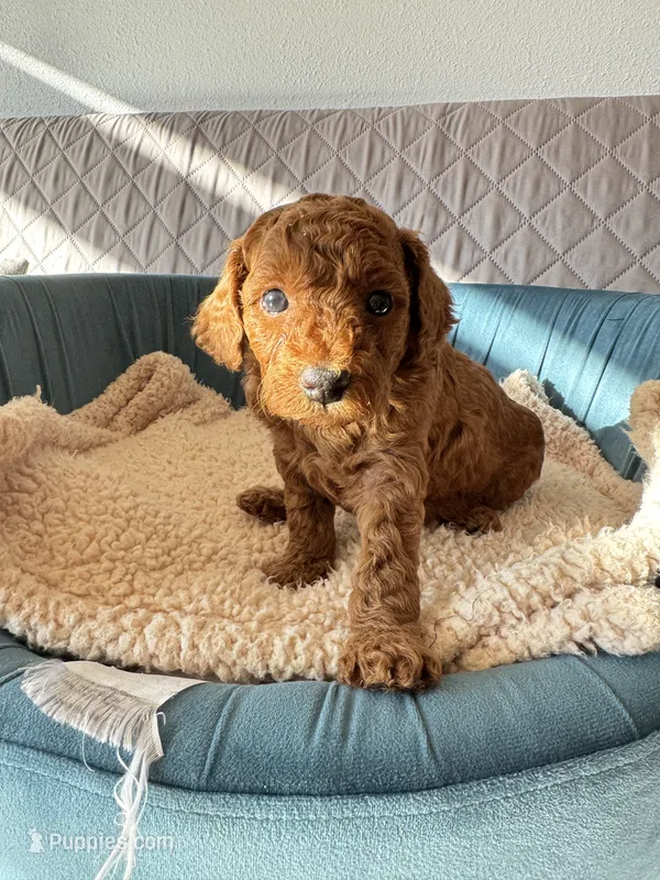 Archie – Poodle - Toy  puppy for sale in Beaverton, OR