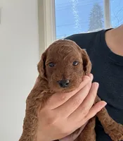Archie, a male Poodle - Toy  for sale in Beaverton, OR – 2 of 6