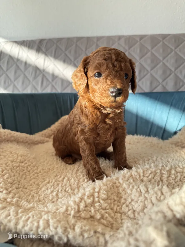 Remy – Poodle - Toy  puppy on hold in Beaverton, OR