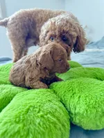 Buster, a male Poodle - Toy  for sale in Beaverton, OR – 4 of 4