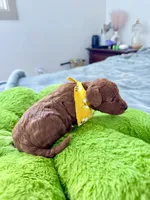 Remy, a male Poodle - Toy  for sale in Beaverton, OR – 4 of 4