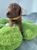 Remy, a male Poodle - Toy  for sale in Beaverton, OR – 2 of 4