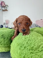 Archie, a male Poodle - Toy  for sale in Beaverton, OR – 4 of 6